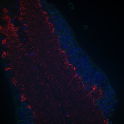 CIL: 54660, Drosophila melanogaster, astrocytes (red)