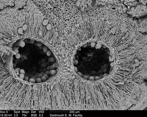 CIL:39379, Amorphophallus titanum