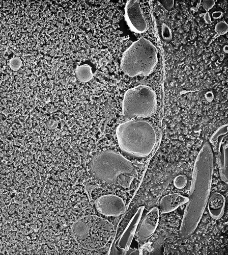 CIL:40560, Paramecium multimicronucleatum, cell by organism, eukaryotic cell, Eukaryotic Protist, Ciliated Protist