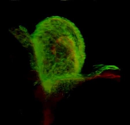 CIL:35185, Danio rerio, early embryonic cell