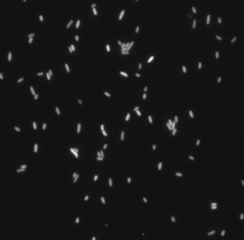 CIL: 54699, Bacteria E coli, MC1061