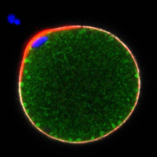 CIL: 54641, Mus musculus, oocyte