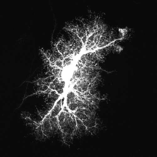 CIL:48005, Rattus norvegicus, astrocyte, astrocyte of the hippocampus