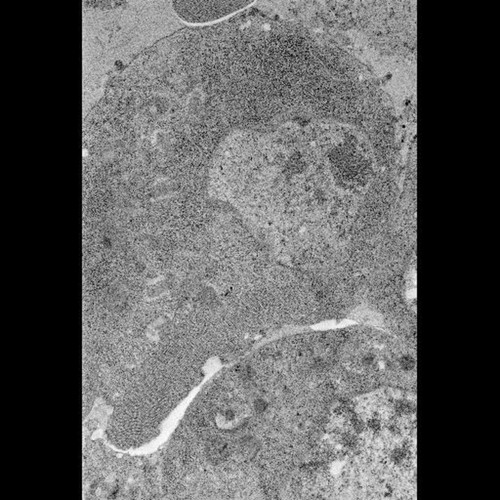 CIL:40115, Drosophila melanogaster, embryonic cell