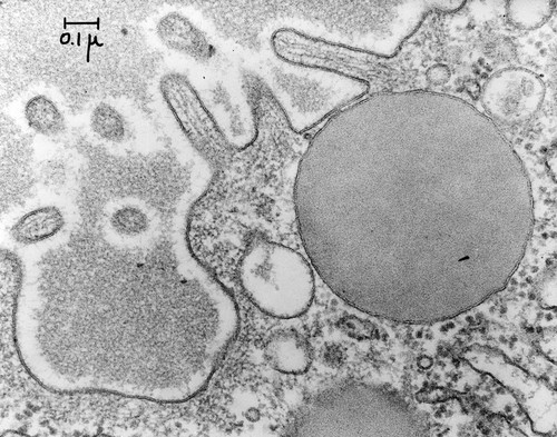 CIL:37141, Rattus, pancreatic acinar cell