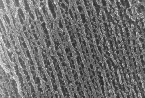 CIL:902, Oryctolagus cuniculus, skeletal muscle cell