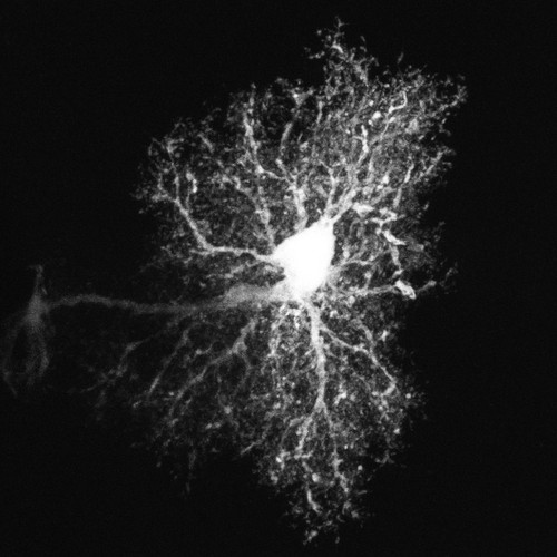 CIL:36324, Rattus, astrocyte