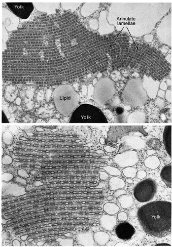 CIL:11075, Rana pipiens, oocyte