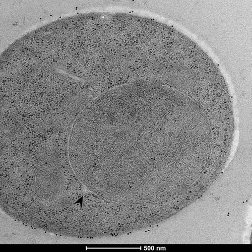 CIL: 50890, Saccharomyces cerevisiae (baker's yeast, budding yeast), Mixed population of S. cerevisiae cells