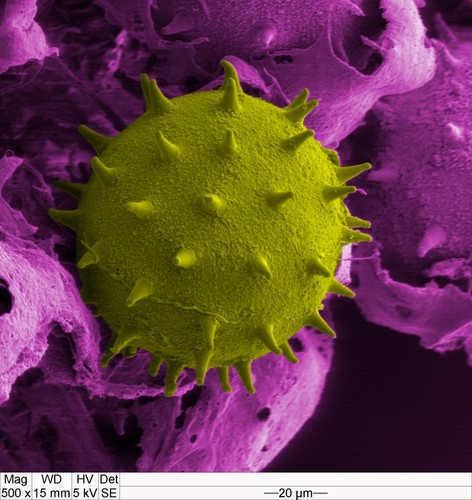 CIL:40971, Hibiscus rosa-sinensis, pollen