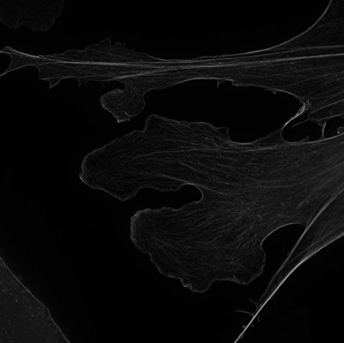 CIL:7053, Mus musculus, permanent cell line cell