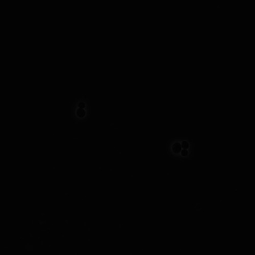 CIL:35710, Saccharomyces cerevisiae