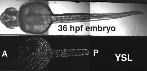 CIL:11826, Danio rerio, yolk cell