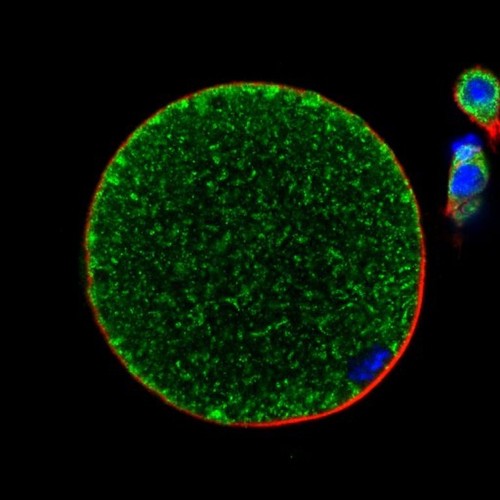 CIL: 54622, Mus musculus, oocyte