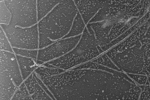 CIL:6263, Oryctolagus cuniculus, skeletal muscle cell