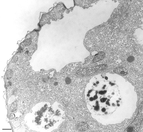 CIL:36234, Tetrahymena pyriformis, cell by organism, eukaryotic cell, Eukaryotic Protist, Ciliated Protist