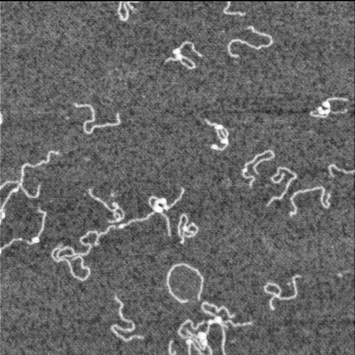 CIL:7417, Homo sapiens, neuron