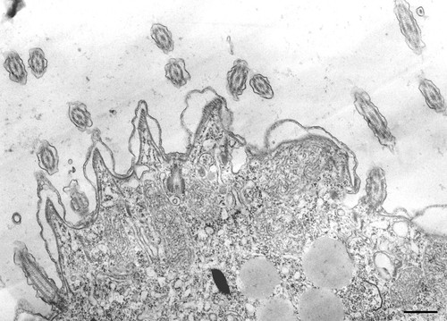 CIL:34750, Tetrahymena pyriformis, cell by organism, eukaryotic cell, Eukaryotic Protist, Ciliated Protist