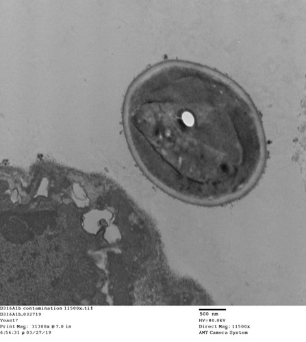 CIL: 50733, Drosophila melanogaster