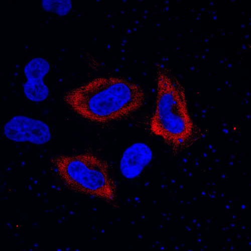 CIL: 53770, Homo sapiens, HeLa