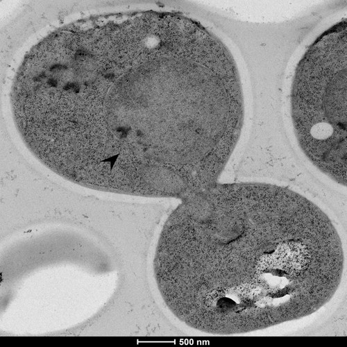 CIL: 50826, Saccharomyces cerevisiae (baker's yeast, budding yeast), Mixed population of S. cerevisiae cells