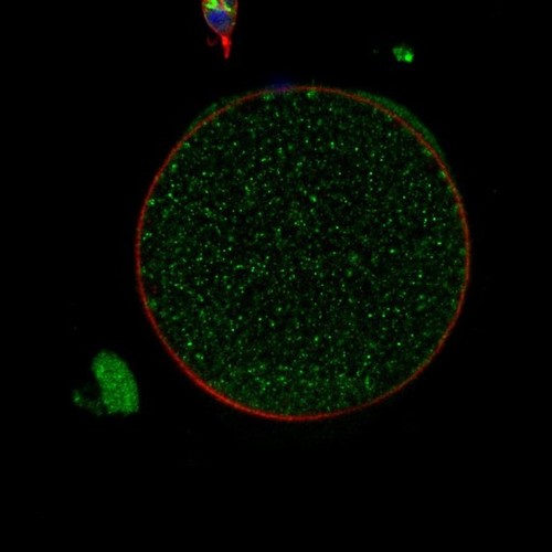 CIL: 54625, Mus musculus, oocyte