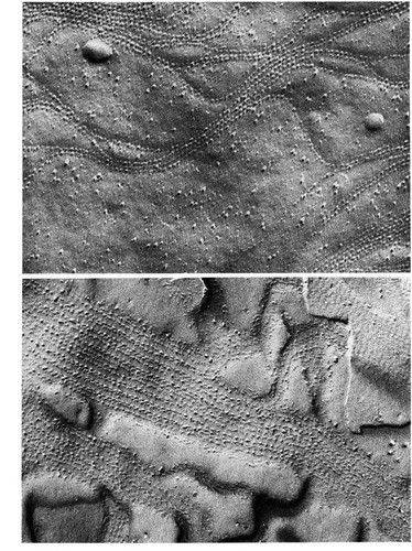 CIL:11206, Periplaneta americana, epithelial cell