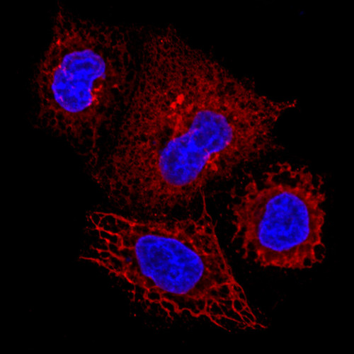 CIL: 53950, Homo sapiens, HeLa