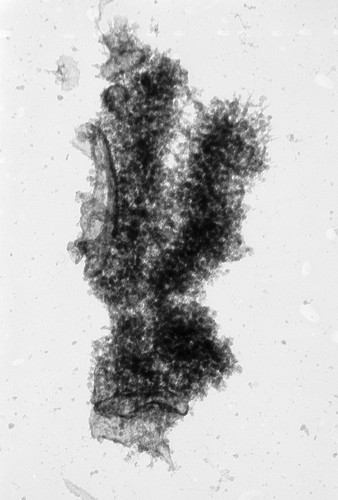 CIL:40701, Cricetulus griseus, epithelial cell