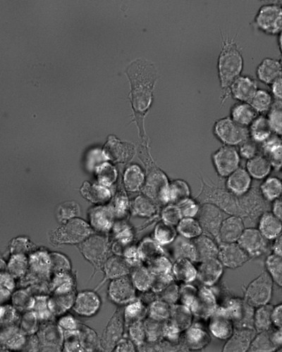 CIL: 50962, Mus musculus, RAW 264.7 TIB-71