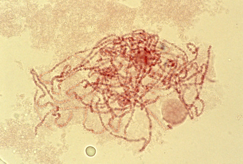 CIL: 54549, Lilium longiflorum, reproductive cell (microsporocyte)