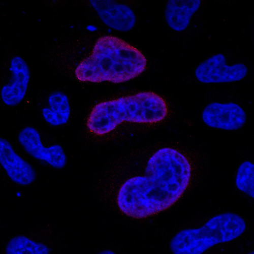 CIL: 53715, Homo sapiens, HeLa