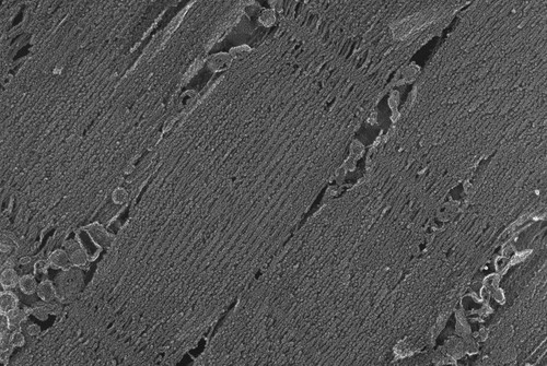 CIL:6553, Oryctolagus cuniculus, skeletal muscle cell