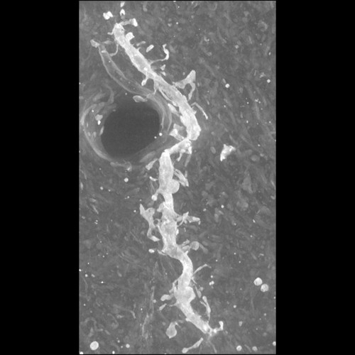 CIL:39970, Mus musculus, CNS neuron (sensu Vertebrata)