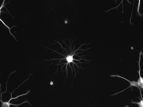 CIL:40359, Rattus norvegicus, oligodendrocyte