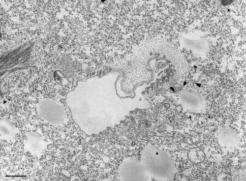 CIL:36222, Tetrahymena pyriformis, cell by organism, eukaryotic cell, Eukaryotic Protist, Ciliated Protist