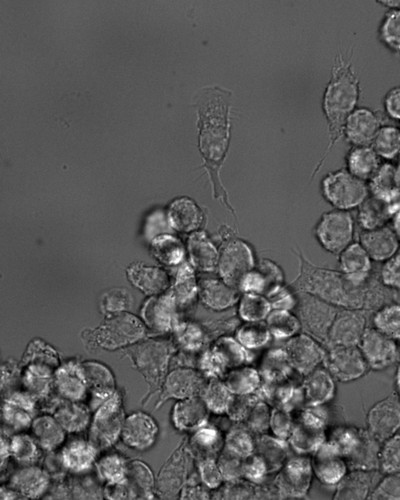 CIL: 50963, Mus musculus, RAW 264.7 TIB-71