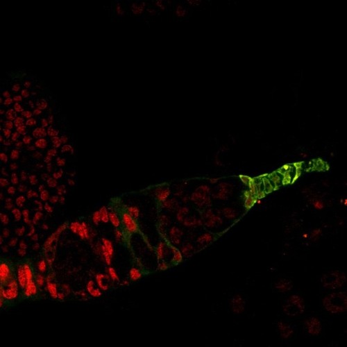 CIL:13751, Drosophila melanogaster, germ line cell, follicle cell, germ line stem cell, follicle stem cell