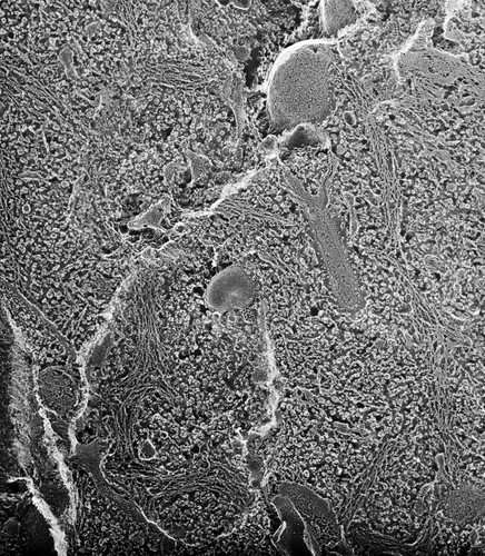 CIL:12638, Paramecium multimicronucleatum, cell by organism, eukaryotic cell, Eukaryotic Protist, Ciliated Protist