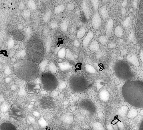 CIL:37122, Cavia porcellus, exocrine cell