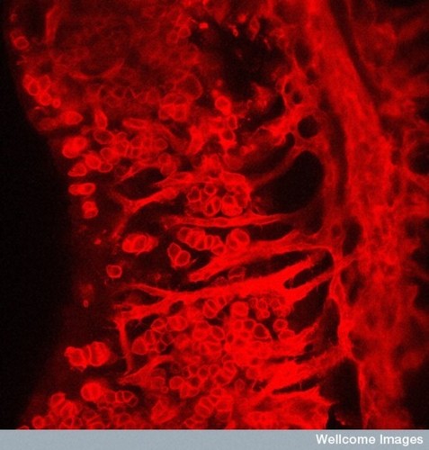 CIL:39073, Mus musculus, female germ cell, endothelial cell