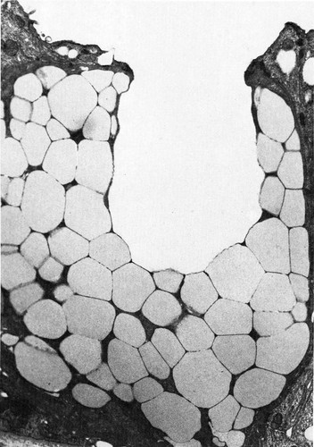 CIL:36006, Leporidae, simple columnar epithelial cell, mucus secreting cell