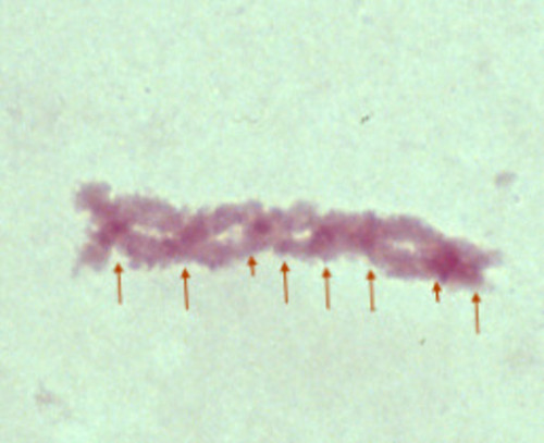 CIL: 54551, Lilium longiflorum, reproductive cell (microsporocyte)