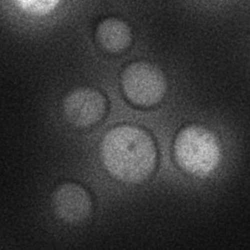 CIL:24820, Saccharomyces cerevisiae S288c