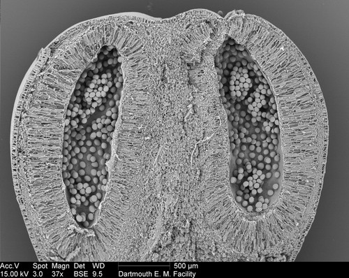 CIL:39377, Amorphophallus titanum