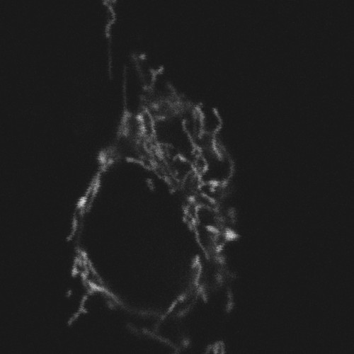 CIL:9070, Rattus, fibroblast