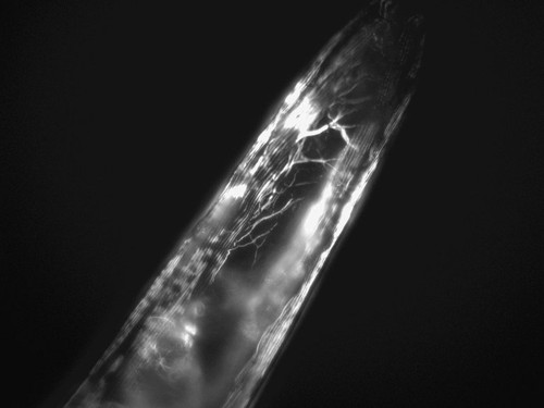 CIL:1278, Caenorhabditis elegans, muscle cell