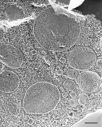 CIL:36675, Paramecium multimicronucleatum, cell by organism, eukaryotic cell, Eukaryotic Protist, Ciliated Protist