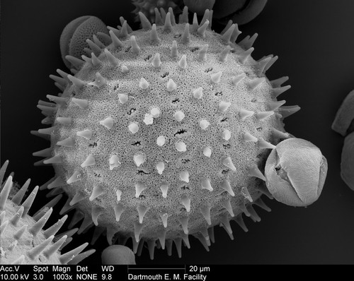 CIL:40337, sildalcea malviflora, pollen