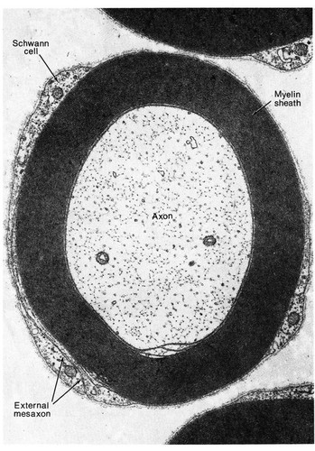 CIL:10924, Felis catus, myelinating Schwann cell, peripheral neuron